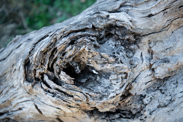 wood texture