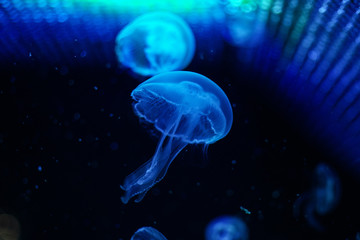 jellyfish