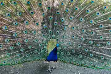 Obraz premium peacock