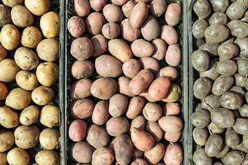 Potatoes of different varieties