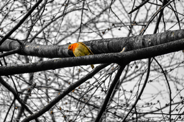 robin sitting on tree branches