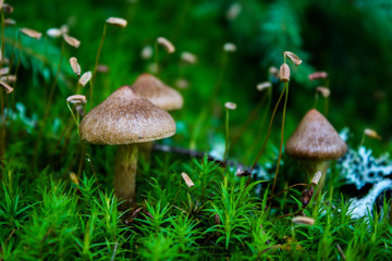 Small mushrooms grow in moss.