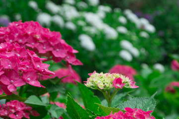 Beautiful hydrangeas in a Japanese garden in Kyoto.