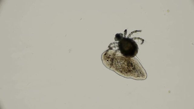Hydrachnidia attacking flat worm Planariidae , under a microscope