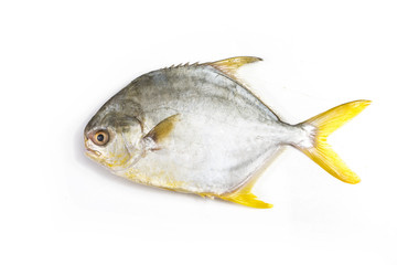 Golden pomrfet fish