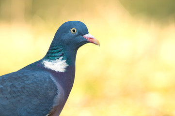 Common Wood Pigeon
