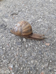 big snail