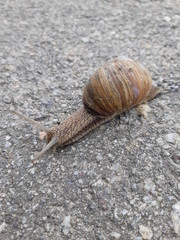 big snail