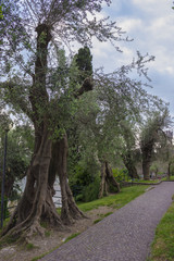 Fototapeta premium The Avenue of old olive.