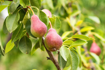 European pear or common pear on tree branch
