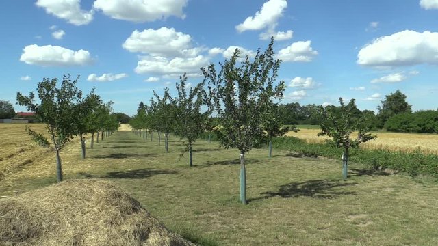 Plum Prunus domestica, variety Jojo, tree orchard homegrown, fruits ripen, blue sky with clouds and wind in branches and leaves garden, beautiful landscape Hana, fruits are for traditional slivovitz