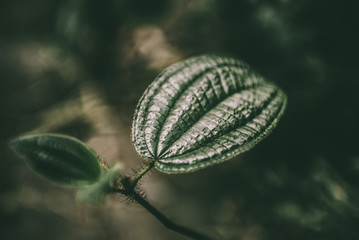 LEAF NATURE