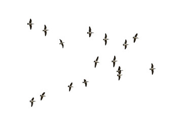 Migrating barnacle geese (Branta leucopsis) isolated on white background.