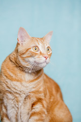 Fototapeta na wymiar Cat portrait