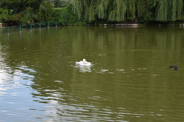 Obraz premium River in Mirgorod Nature in Ukraine Mirgorod