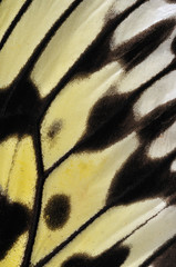 Obraz premium Closeup of a Paper Kite butterfly (Idea leuconoe) wing.