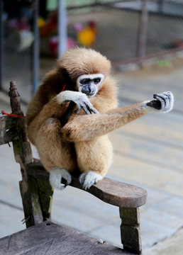 Photo of a macro bright amusing big monkey