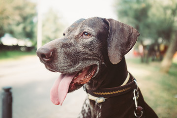bracco tedesco weimaraner