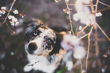 portrait of a dog with a beautiful face and kind eyes in flowers