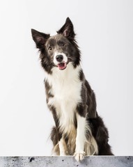 eautiful dog sits on a white background in studio for advertising