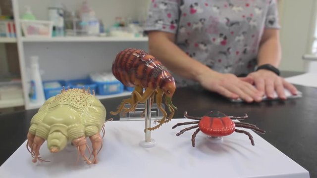 Large models of parasitic insects: flea, mite. Scientific concept. Animal treatment. Online education. 