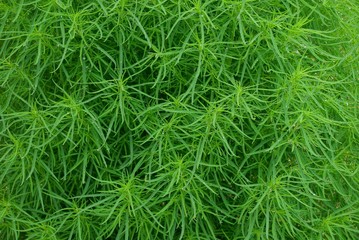 green vegetative natural texture from ornamental plants