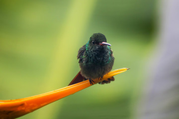 Fluffy Green Hummingbird Close Up on Orange Flower in Jungle