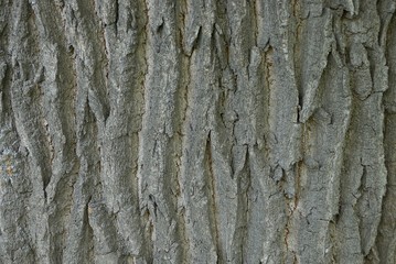 natural vegetative texture from a gray bark on a tree