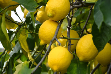 Branch of lemon tree