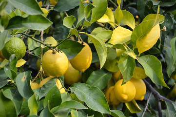 Branch of lemon tree