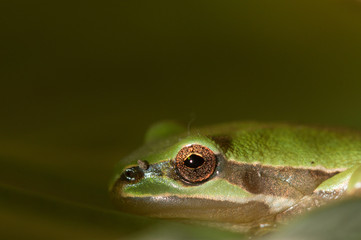 Rana