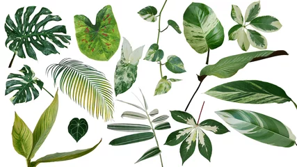 Foto op Canvas Tropische bladeren bonte gebladerte exotische natuur planten set geïsoleerd op een witte achtergrond, uitknippad met plant gemeenschappelijke naam opgenomen (Monstera, palmblad, duivels klimop, gember, bamboe, enz.). © Chansom Pantip