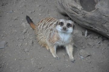Fototapeta premium Suricate
