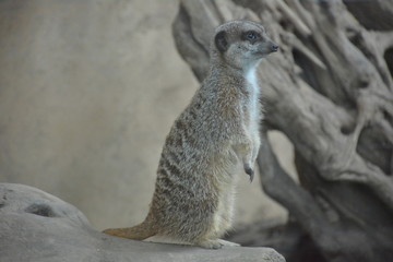 Suricate