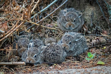 Wild young rabbits (The European rabbit, Oryctolagus cuniculus)