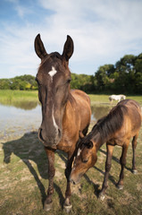 Horses on the meadow beside lake at animal shelter.