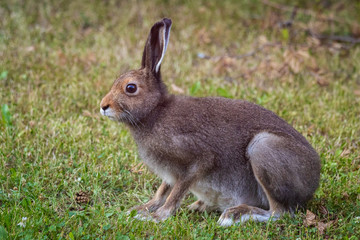 The European rabbit (Oryctolagus cuniculus)