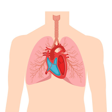 Heart and lungs. Internal organs in a male human body. Anatomy of people.Part of the human heart. Anatomy. Diastole and systole.Filling and pumping of Human Heart structure anatomy anatomical diagram