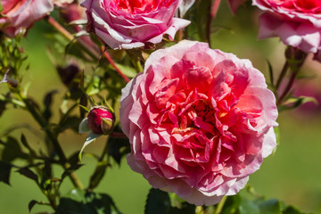 famous flowers (roses in particular) gardens of Valloires Abbey