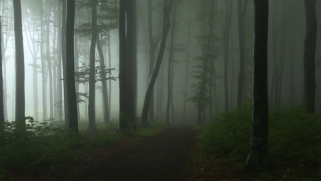 Static sho. Trail in darrk foggy frest. Strange light coming from side