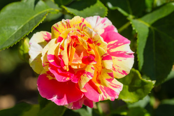 famous flowers (roses in particular) gardens of Valloires Abbey