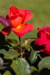 famous flowers (roses in particular) gardens of Valloires Abbey