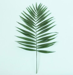 Tropical green palm leaves  branches on a pale blue background.abstract. top view.copy space.flat lay