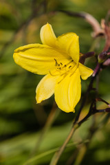 famous flowers (roses in particular) gardens of Valloires Abbey