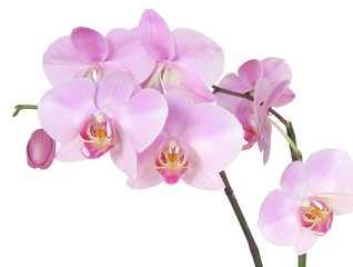Storczyk orchid pink - obrazy, fototapety, plakaty