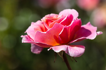famous flowers (roses in particular) gardens of Valloires Abbey