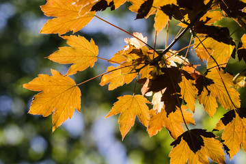 tree leaves in close up