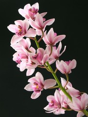orchid pink black