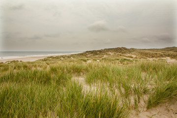 Fototapeta na wymiar North Sea beach in Denmark. Dune grass.