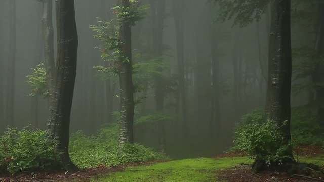 Static shot. Magical trail in foggy forest. Dark romantic light in the mist